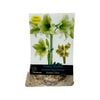 Yarra Valley Bulbs Hippeastrum Green Shades - 1 Pack