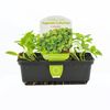 Coriander Punnet - Coriandrum Sativum