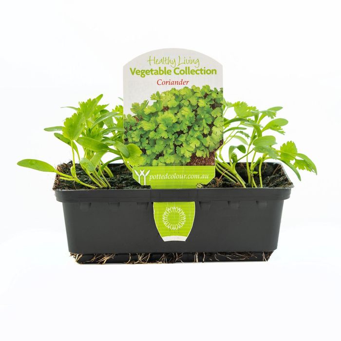 Coriander Punnet - Coriandrum Sativum