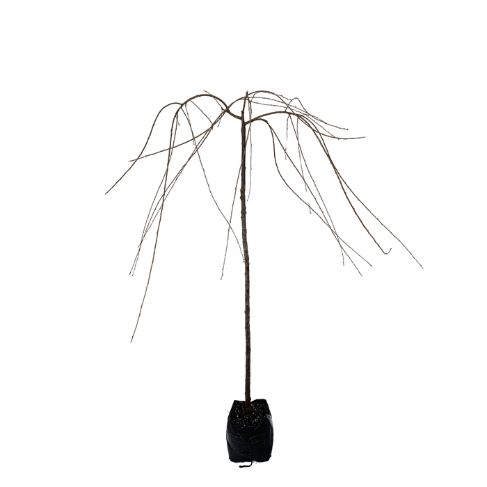 15L Weeping Flowering Cherry - Prunus S. Pendula Rosea