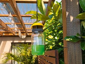 fly trap in a agrden