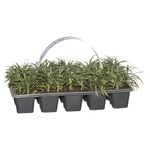 Mondo Grass Dwarf  - 10 Pack