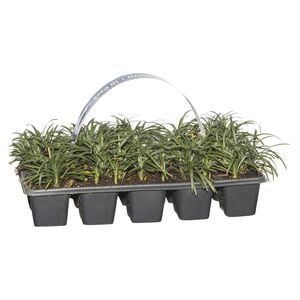Mondo Grass Dwarf  - 10 Pack