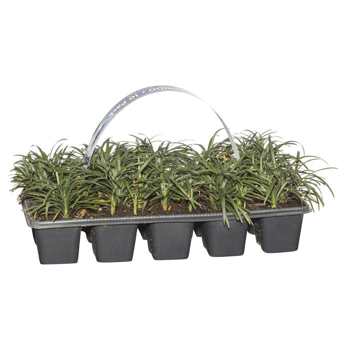 Mondo Grass Dwarf  - 10 Pack