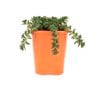 85mm Stonecrop - Sedum album