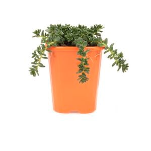 85mm Stonecrop - Sedum album
