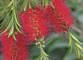 Crimson bottlebrush brings spectacular colour to the garden and its nectar attracts wildlife.