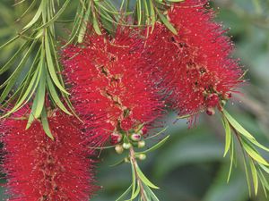 Crimson bottlebrush brings spectacular colour to the garden and its nectar attracts wildlife.