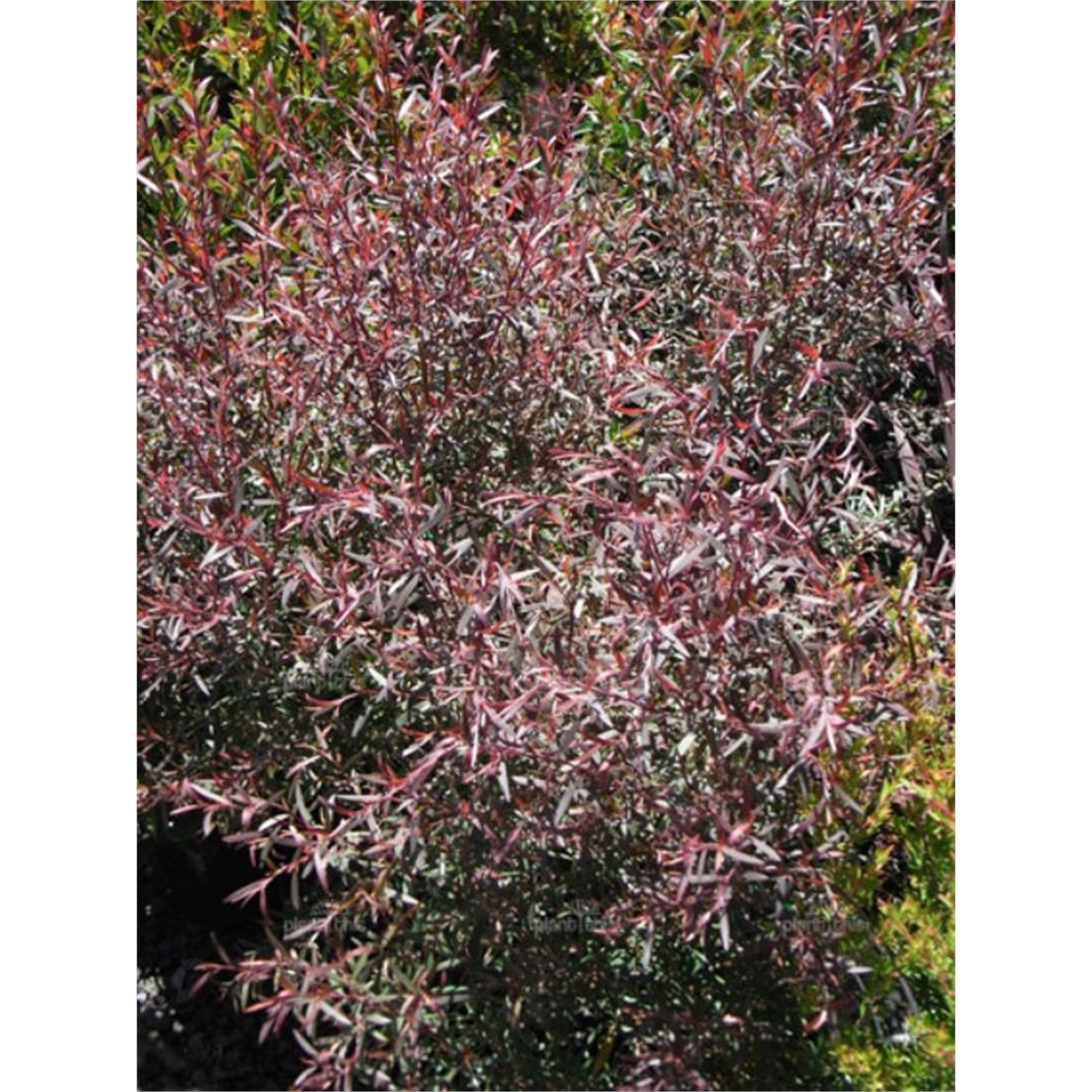 140mm Copper Glow Tea Tree - Leptospermum morrisonii product image