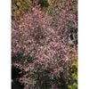 140mm Copper Glow Tea Tree - Leptospermum morrisonii