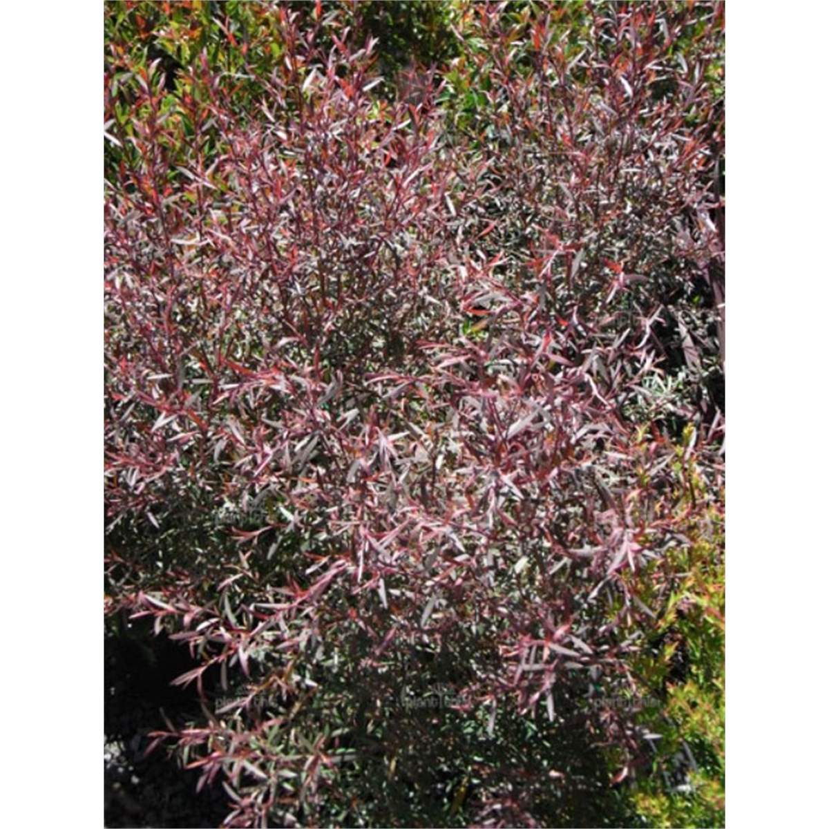 140mm Copper Glow Tea Tree - Leptospermum morrisonii - Bunnings Australia