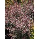 140mm Copper Glow Tea Tree - Leptospermum morrisonii