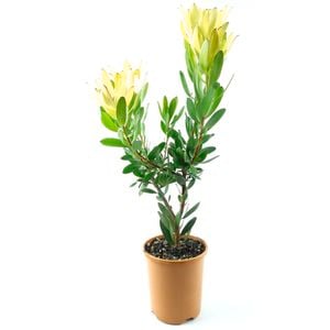 150mm Leucadendron Golden Tulip