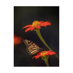 Artey | Butterfly Portrait X - Stretched Canvas - Stretched Canvas - 60 x 80cm