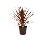200mm Cordyline Red Star - Cordyline australis