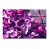 Purple Lilac Flowers  Print 100% Australian Made 50 x 40cm  (Acrylic)