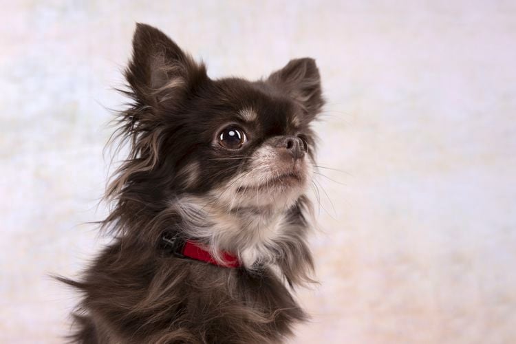 Dog in a red collar.