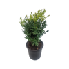 200mm English Box - Buxus sempervirens