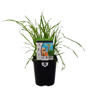 95mm Pet Grass - Dactylis glomerata