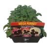 Punnet Pansy Antique Mix - Viola wittrockiana
