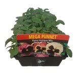 Punnet Pansy Antique Mix - Viola wittrockiana