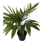 6L Kermadec Nikau - Rhopalostylis bauerii