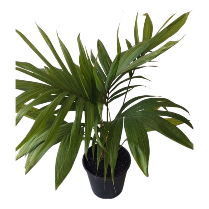 6L Kermadec Nikau - Rhopalostylis bauerii