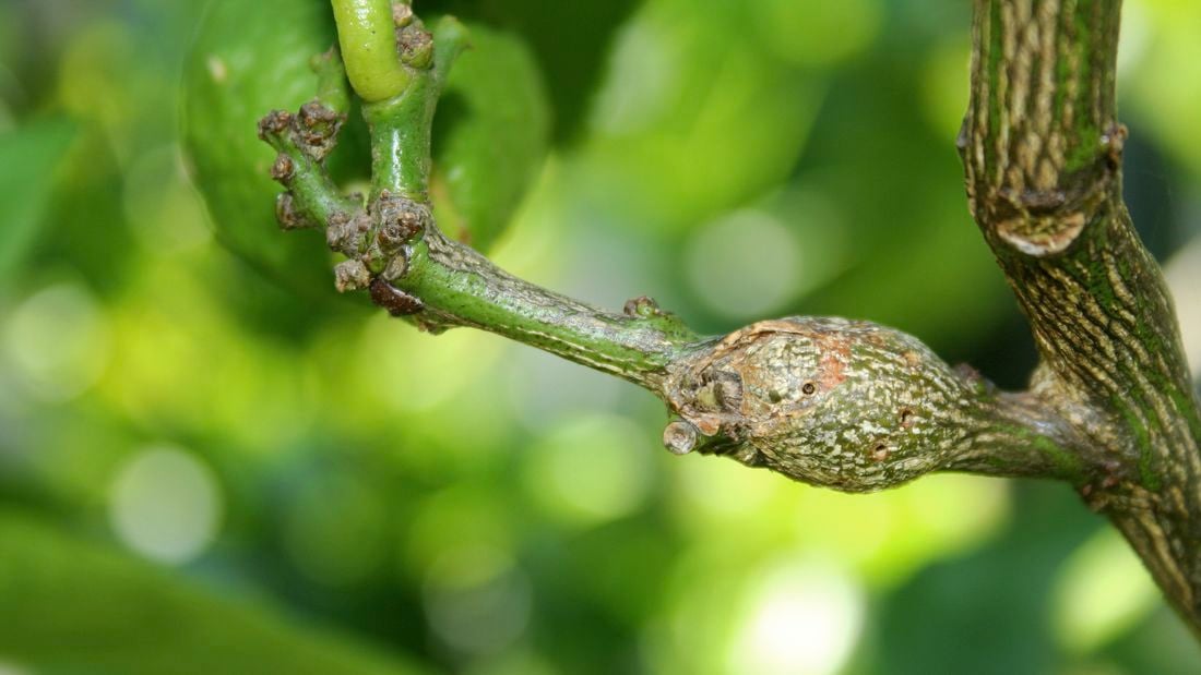 How To Control Citrus Gall Wasps Bunnings Australia