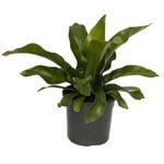 120mm Bird's Nest Fern - Asplenium australasicum