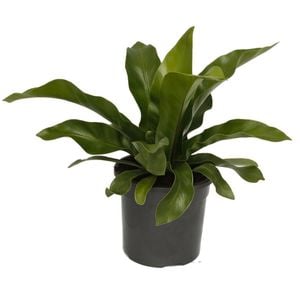 120mm Bird's Nest Fern - Asplenium australasicum