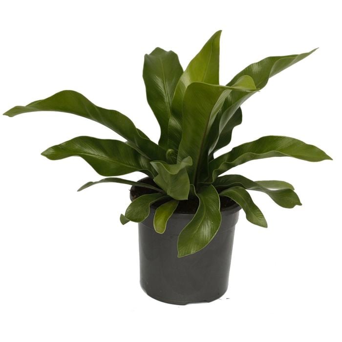 120mm Bird's Nest Fern - Asplenium australasicum