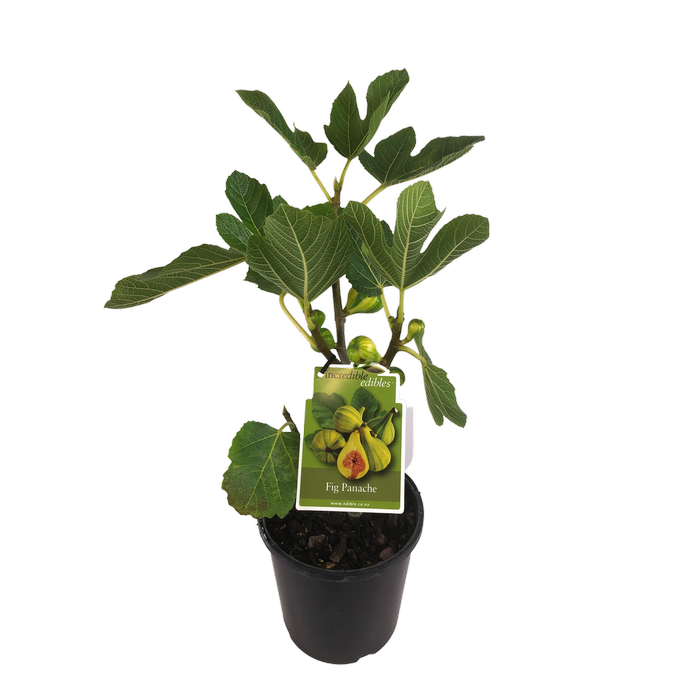 3L Fig Panache - Ficus species - Incredible Edibles Range