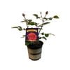 2.5L Rose Showpiece Berry - Rosa