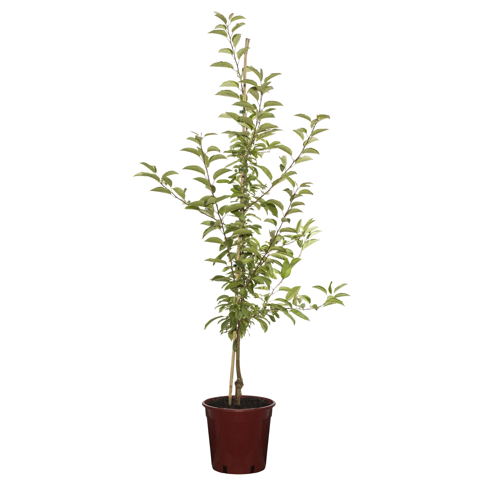 250mm Sugar Tyme Crab Apple - Malus sutyzam