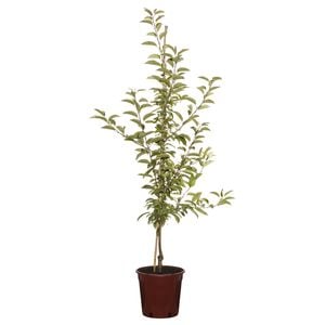 250mm Sugar Tyme Crab Apple - Malus sutyzam