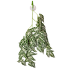 Reptile One Hanging Plant Alocasia Green W/ Suction Cup 70cm (46710)