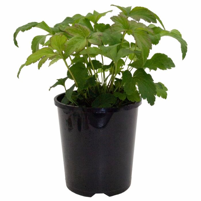140mm Japanese Windflower 'Fantasy Belle' - Anemone hybrida