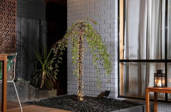 Small tree with trunk wrapped in glowing fairy lights