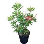 3.3L Lily Of The Valley - Pieris japonica Mountain Fire 
