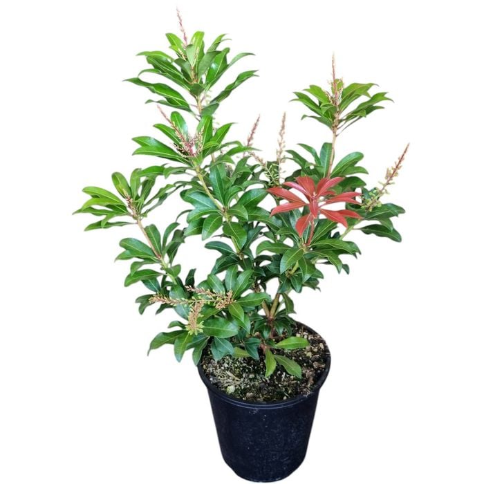 3.3L Lily Of The Valley - Pieris japonica Mountain Fire 