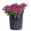 140mm Verbena Drums Purple White