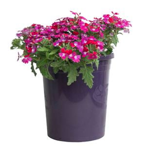 140mm Verbena Drums Purple White