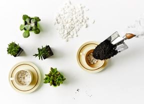 Overhead view of succulents in pots and soil being added to a teacup