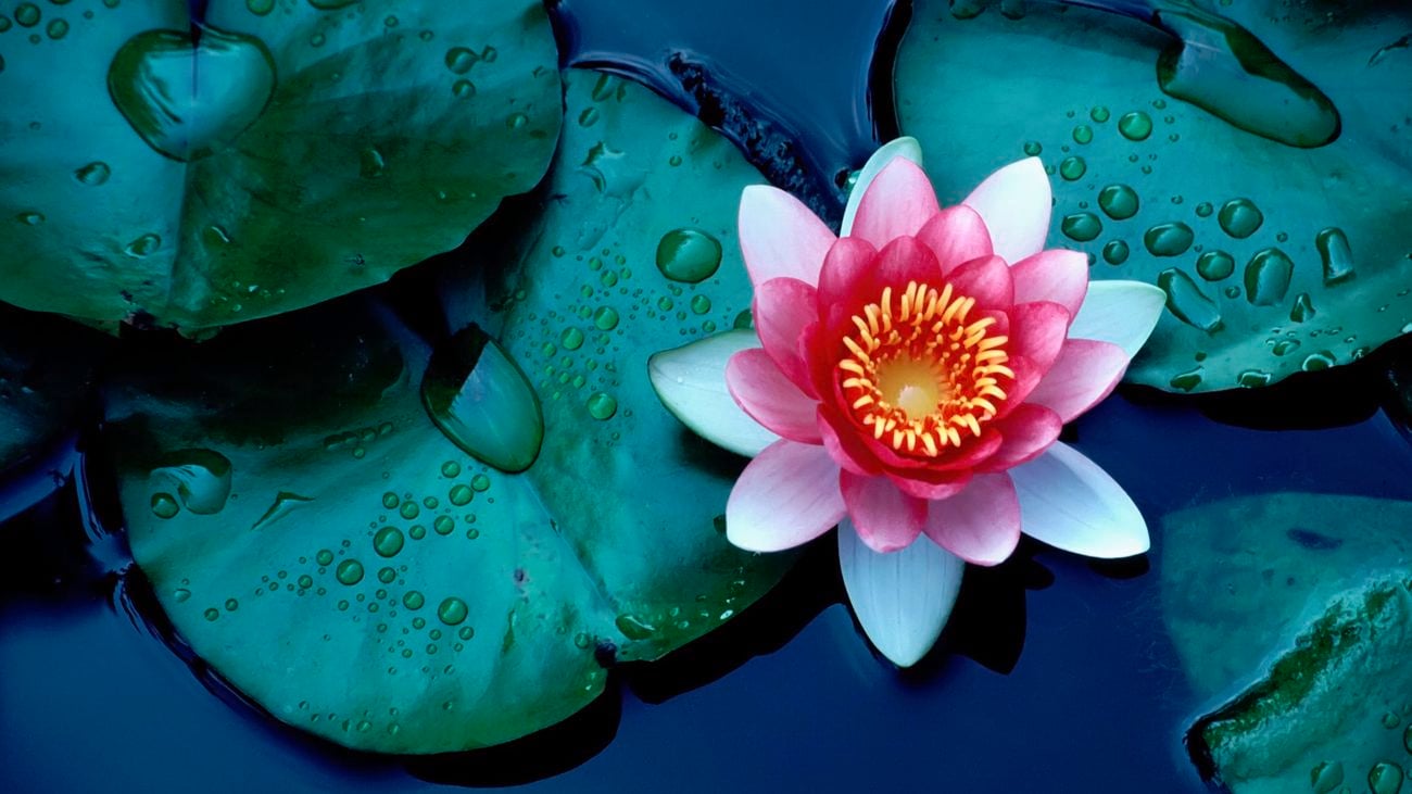 birds eye view of a pink water lily in a pond