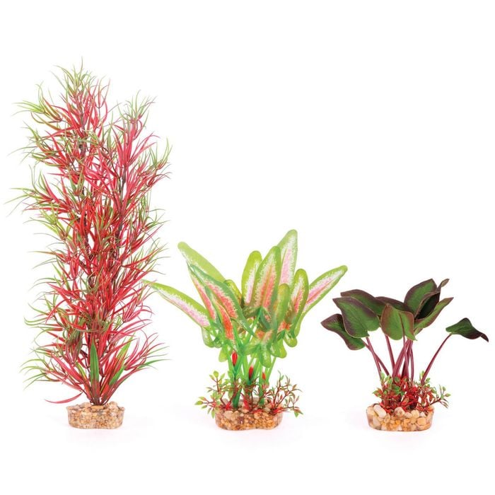Kazoo Silk Fern Multipack (19566)