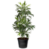 200mm Bamboo Palm - Chamaedorea seifrizii