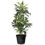 200mm Bamboo Palm - Chamaedorea seifrizii