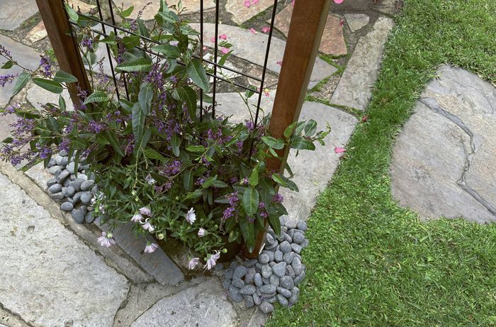 Potted plant with purple and white flowers at the base of a wooden arbour, surrounded by grey pebbles