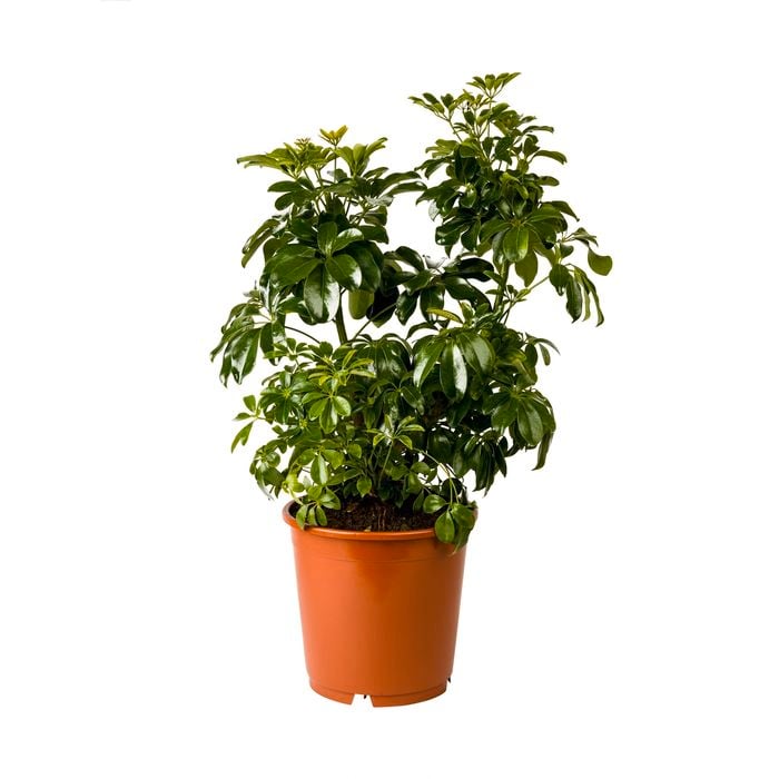 240mm Umbrella Tree - Schefflera Amate