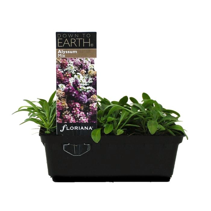Alyssum Mix Punnet - Lobularia maritima
